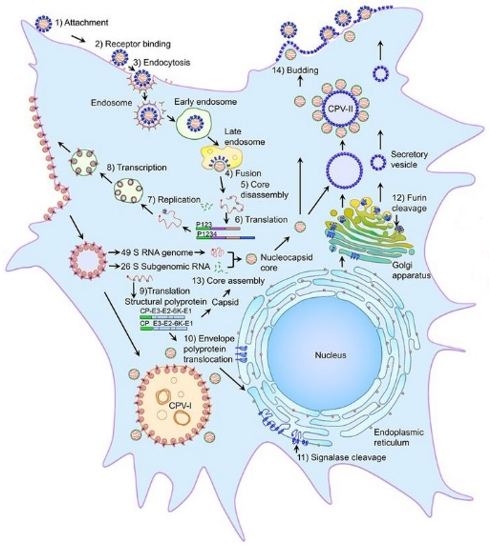 Semliki Forest Virus Antiviral Services - Creative Diagnostics