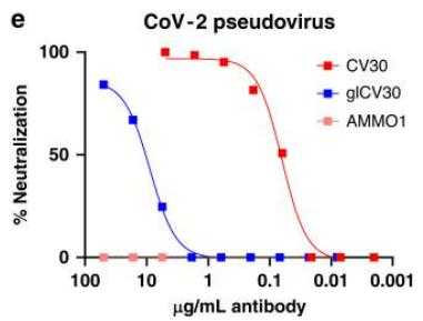 NeutraAb™ Rabbit Anti-SARS-CoV-2 Spike RBD monoclonal antibody, clone ...