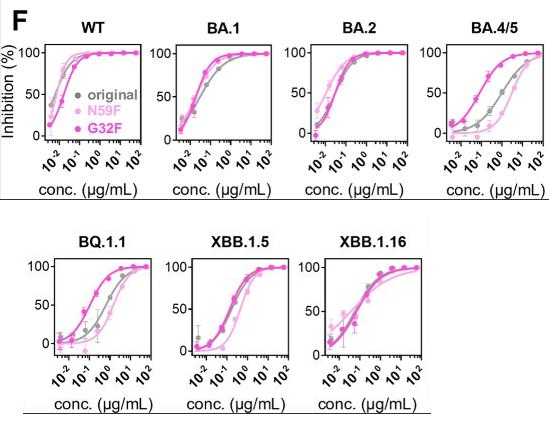 NeutraAb™ Rabbit Anti-SARS-CoV-2 Spike RBD monoclonal antibody, clone ...