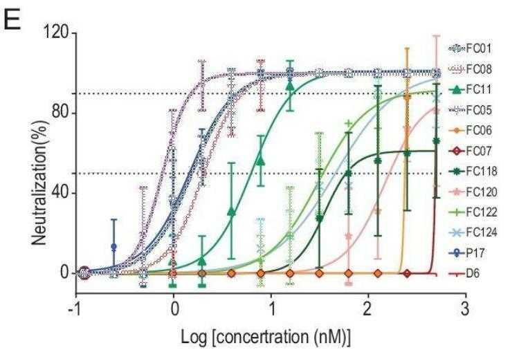 Fc05 Ct Algorithm NeutraAb™ Human Anti-SARS-CoV-2 Spike (NTD) monoclonal antibody, clone ...
