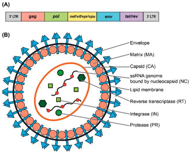 Lentiviral System-Based Pseudovirus Service - Creative Diagnostics