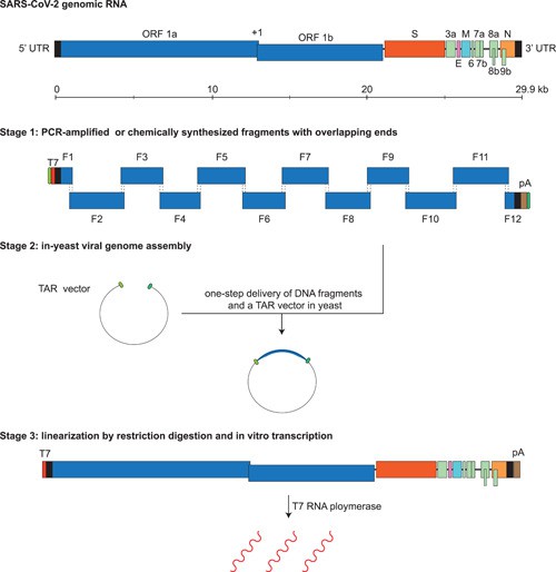 Reverse Genetics System Based Pseudovirus Service Creative Diagnostics