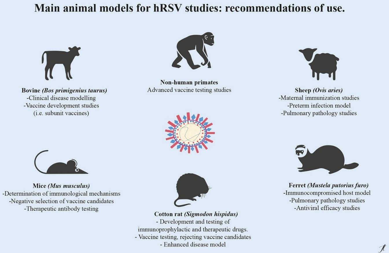 RSV Animal Models Creative Diagnostics