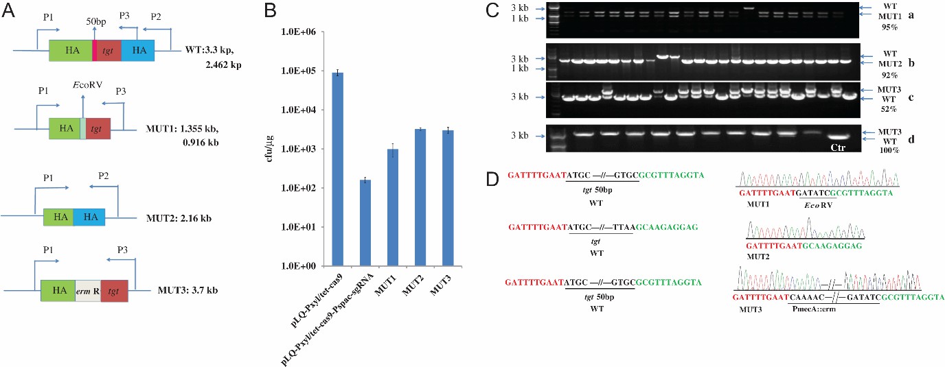 Staphylococcus Aureus Genome Editing - Creative Diagnostics